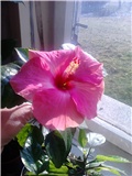 hibiskus
