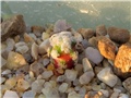 Mammillaria theresae
