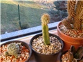 stepelia + hoodia 