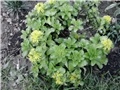 žuti sedum3