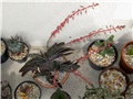 Gasteria maculata 