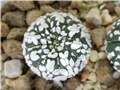 astrophytum asterias super kabuto