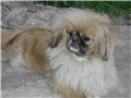đurđa3