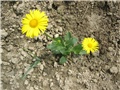 Dononicum orientale