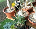 pachypodium horombense