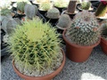 echinocactus grusonii