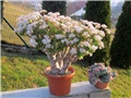 Crassula morgans beauty, ovata