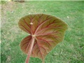 begonia rex