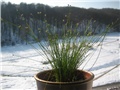 Isolepis cernua