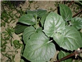 peruanske jagode
