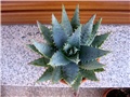 Aloe ferox