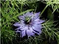 nigella1