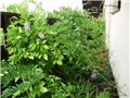 glicinija -lat.wisteria sinensis