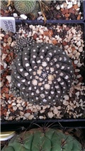 Neoporteria esmeraldana