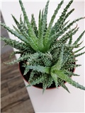 Aloe humilis