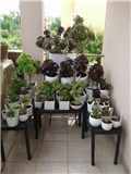 aeonium