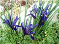 Iris reticulata