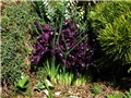Iris reticulata