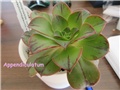 aeonium7