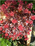 sedum