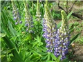 Lupinus (Vučika)
