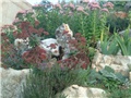 sedum