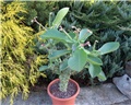 Monadenium magnificum