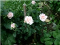 roze ružice1