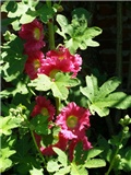 hibiskus 1