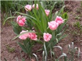 tulipani