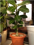 Adenium