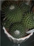 KAKTUS
