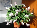 schlumbergera truncata hybrid