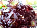 aeonium