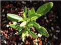 pachypodium abongense
