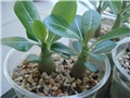 adenium mali