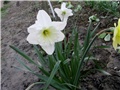 narcis2
