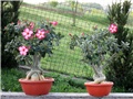 Adenium obesum