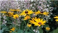 rudbekija