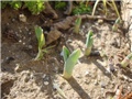 Alium