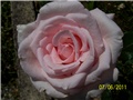 Ruža penjačica 