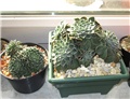 graptopetalum bellum