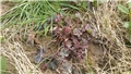 heuchera