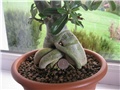 Adenium - kaudeks