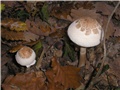 Gljiva 61741