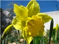 Narcissus - 