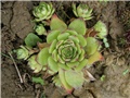 Sempervivum1