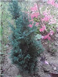 sjeverna strana