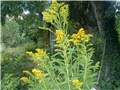 solidago