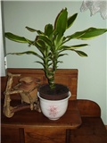 Dracena